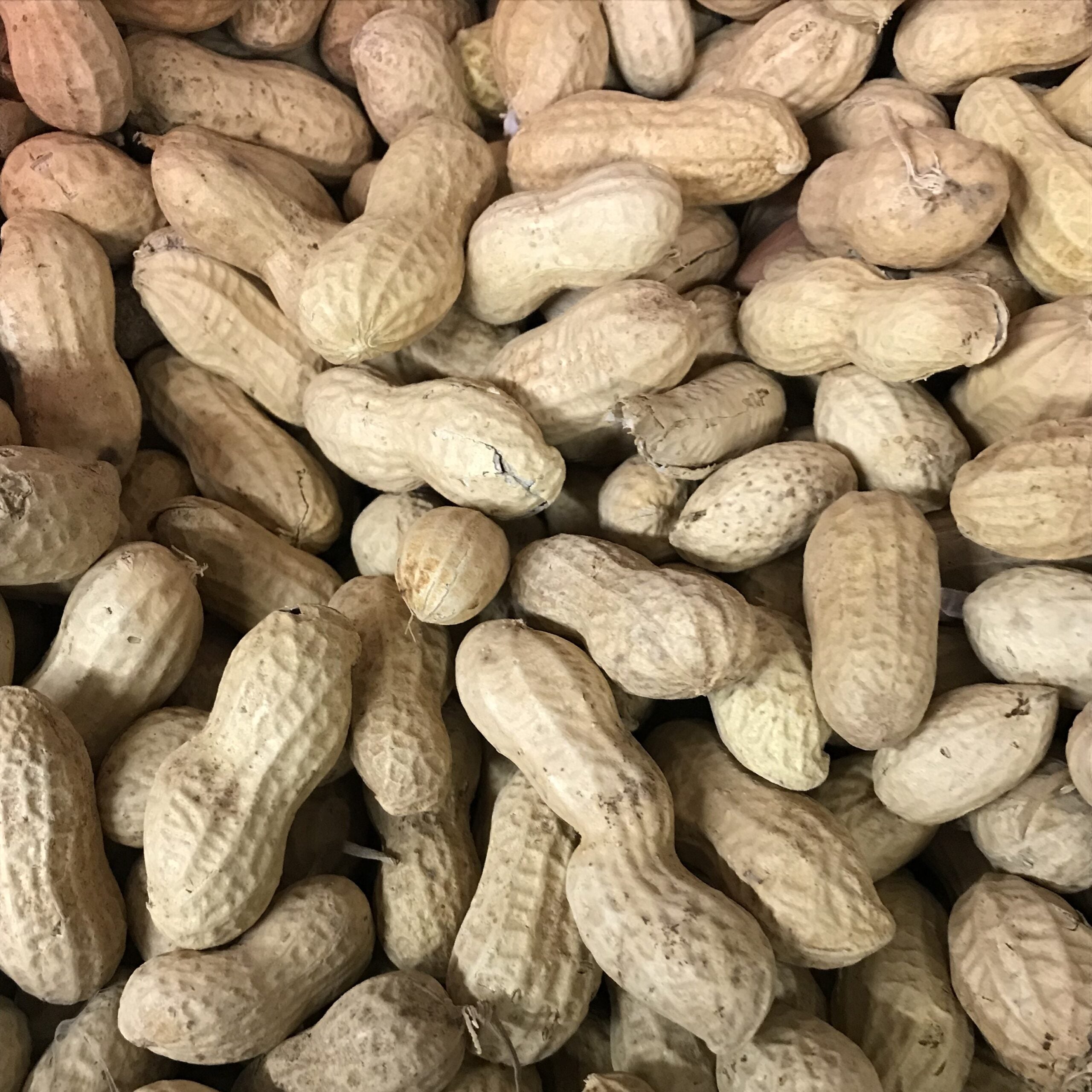 Peanuts In Shell