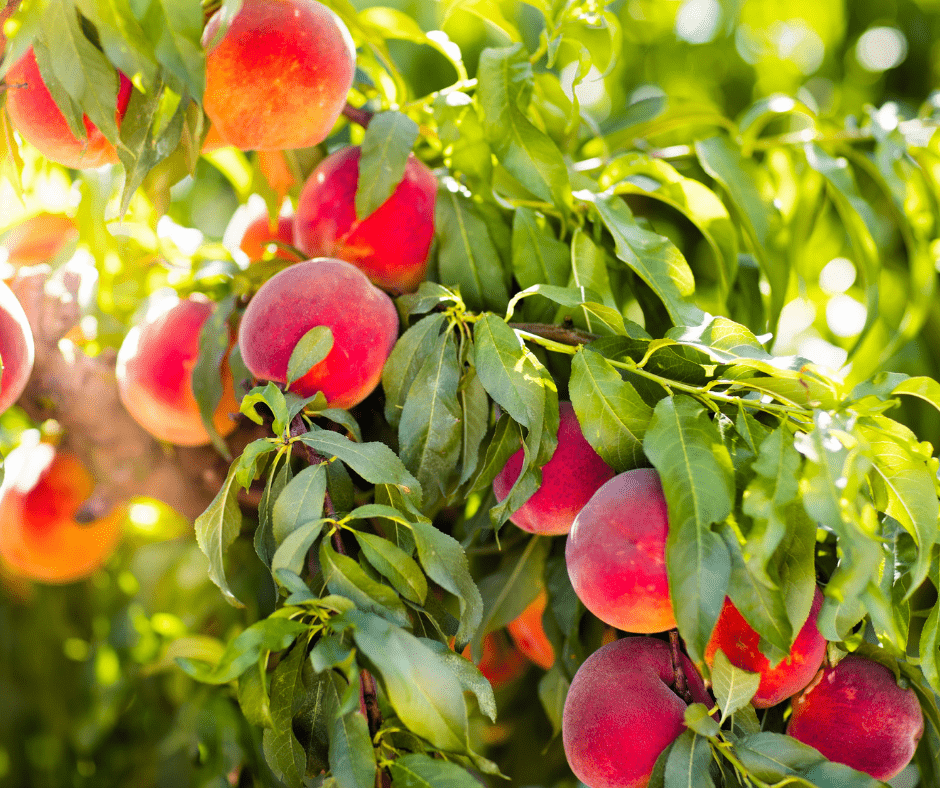 Peach tree - planting, care and pruning tree, varieties