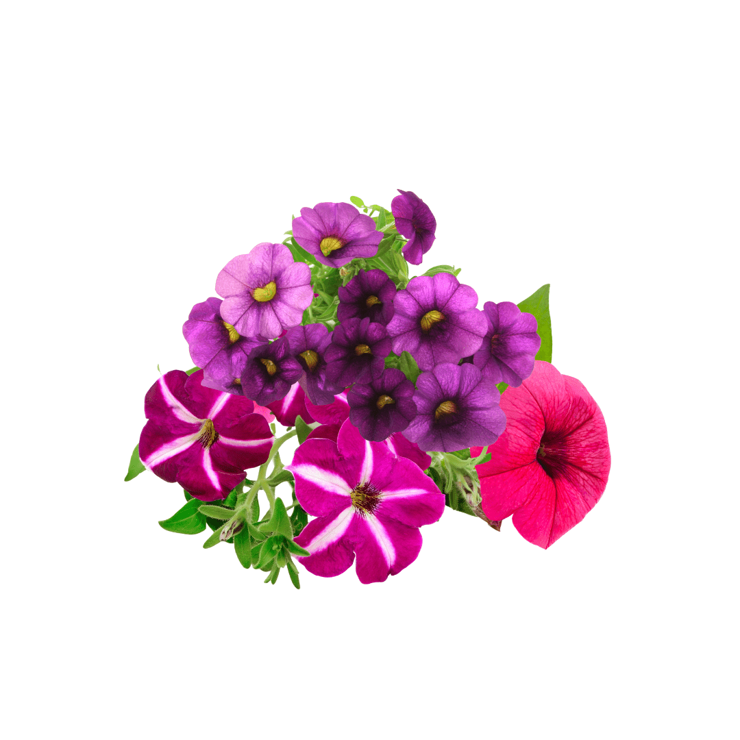 Petunia Mix Flower -Weston